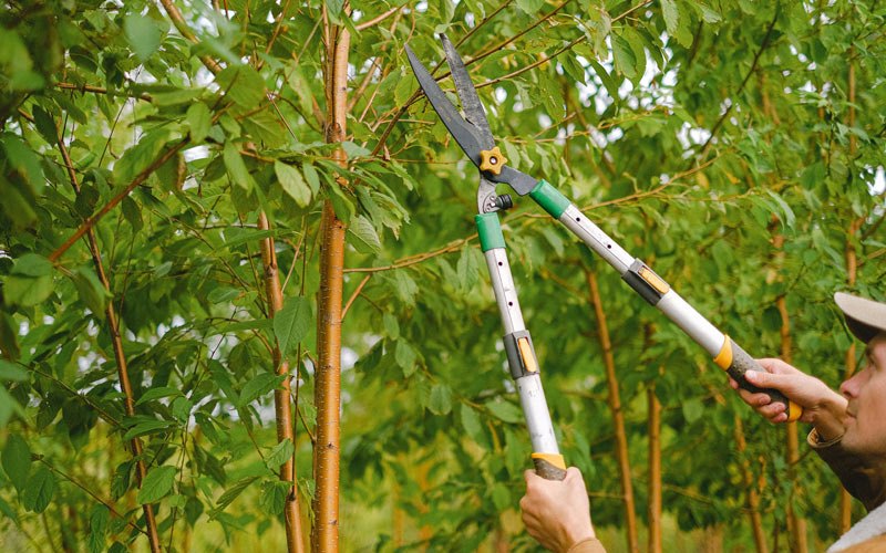 Tree trimming in Martinsburg, MO